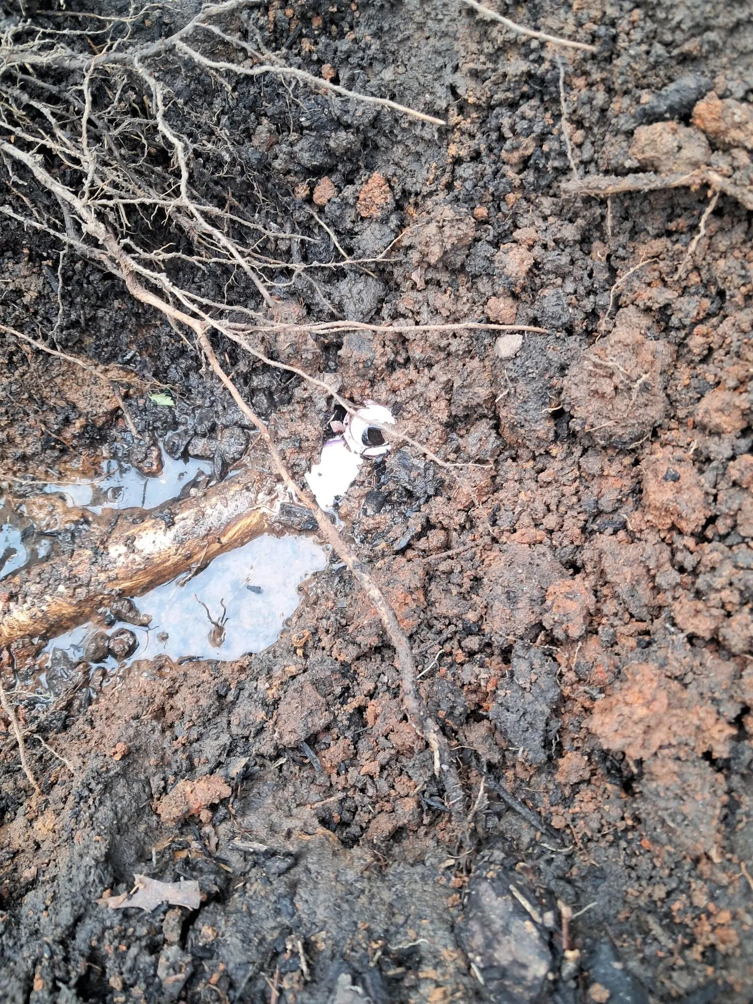 Excavated irrigation line before the repair
