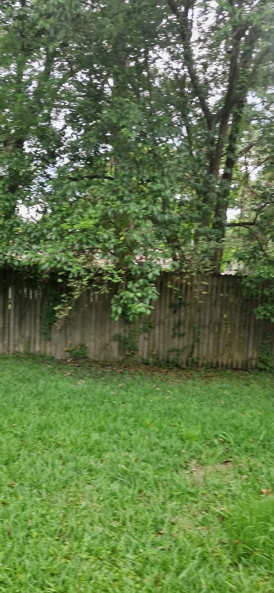Shaded back lawn cut beneath mature trees