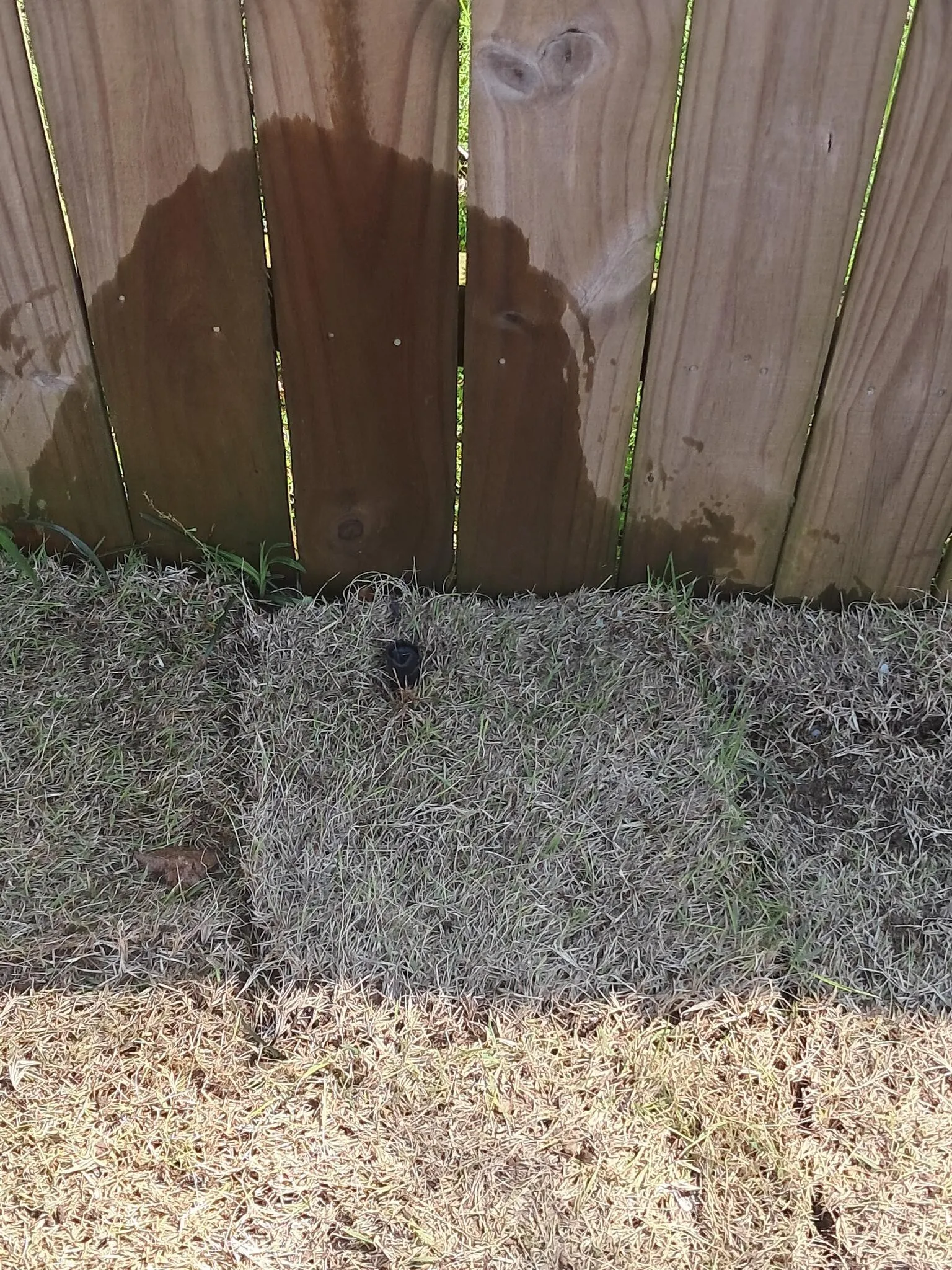 New sod laid along a repaired fence line