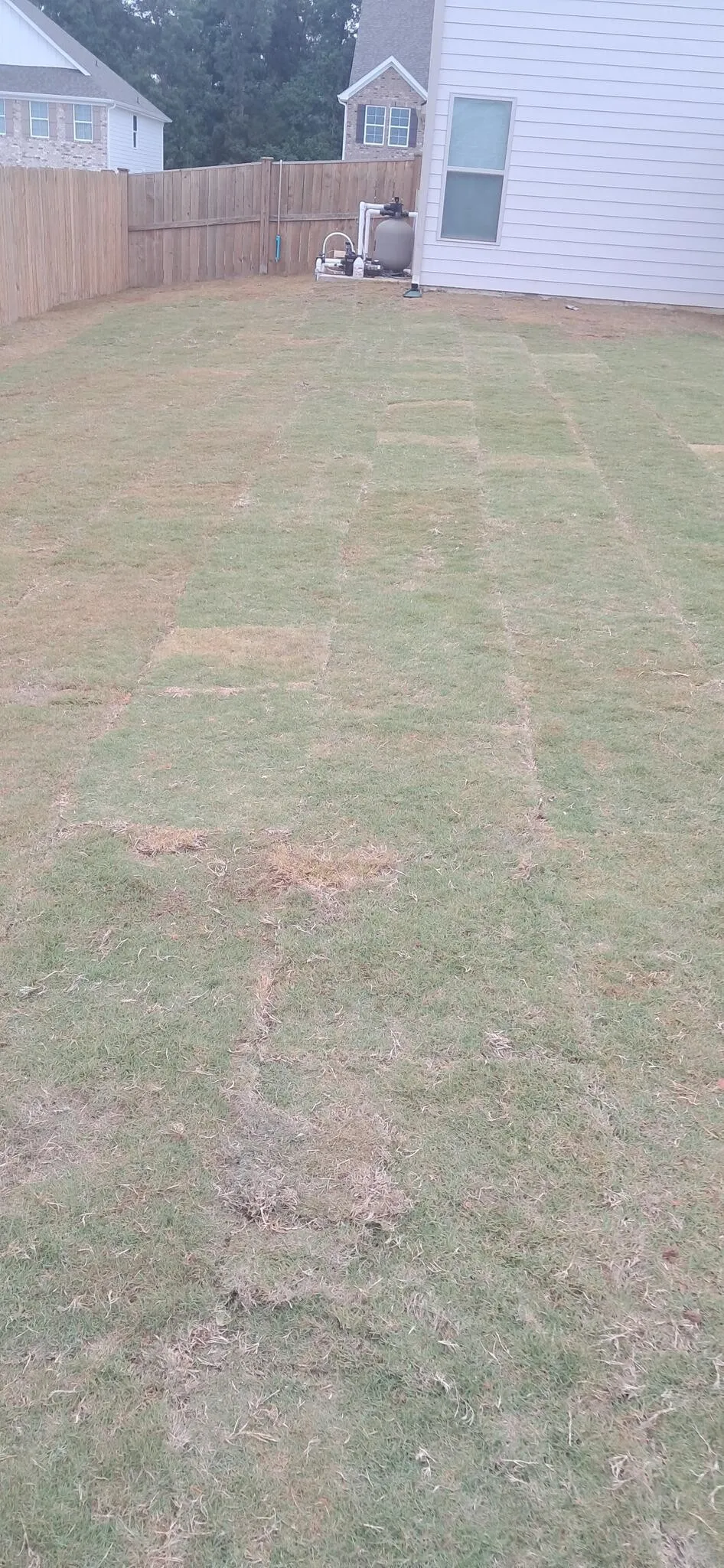 Freshly laid sod seams across a fenced backyard